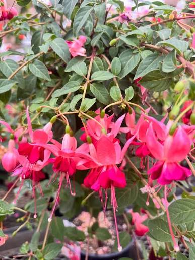 Bees Plant Hub Fuchsia Magenta (Fuchsia magellanica) Rare All Time Flowering Live Plant