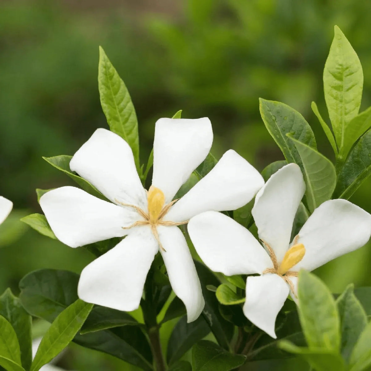 Bees Plant Hub Gandhraj (Paarijatham) Single Petal Highly Fragrant Flowering Live Plant