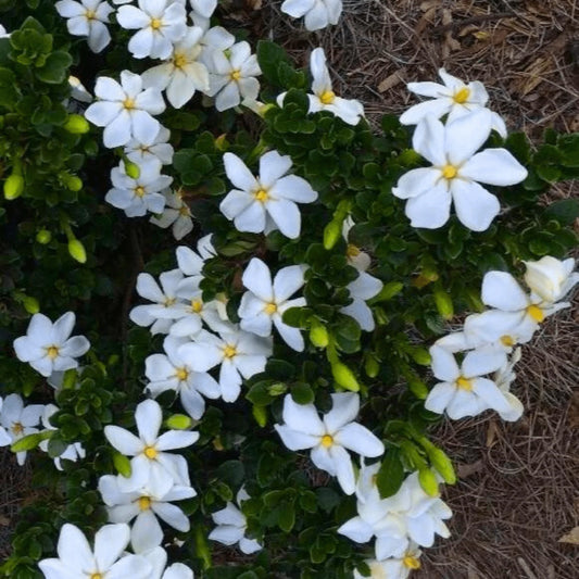 Bees Plant Hub Gandhraj (Paarijatham) Single Petal Highly Fragrant Flowering Live Plant