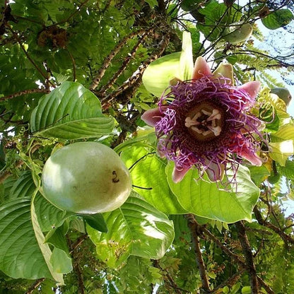 Bees Plant Hub Giant Passion Fruit Flowering Plant