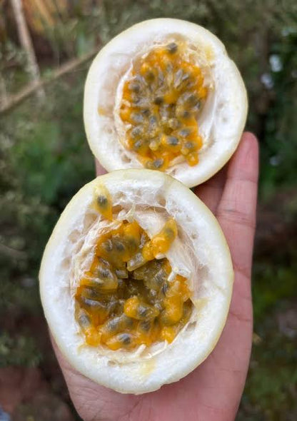 Bees Plant Hub Giant Passion Fruit Flowering Plant