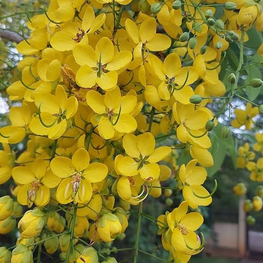 Bees Plant Hub Canadian Konna, Golden Shower Tree, Amaltas Live Plant