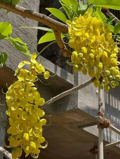Bees Plant Hub Canadian Konna, Golden Shower Tree, Amaltas Live Plant