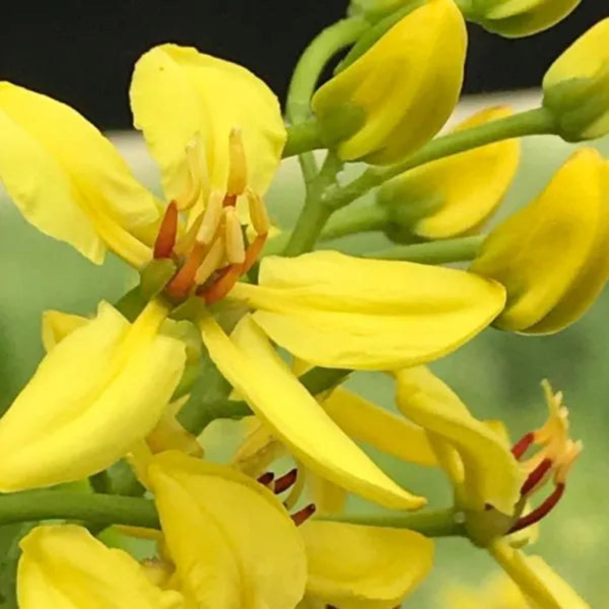 Bees Plant Hub Australian Gold Vine / Maiden's Jealousy (Tristellateia australasiae) Flowering Live Plant