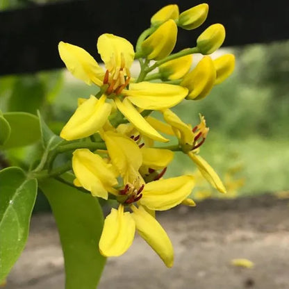 Bees Plant Hub Australian Gold Vine / Maiden's Jealousy (Tristellateia australasiae) Flowering Live Plant