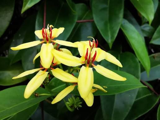 Bees Plant Hub Australian Gold Vine / Maiden's Jealousy (Tristellateia australasiae) Flowering Live Plant