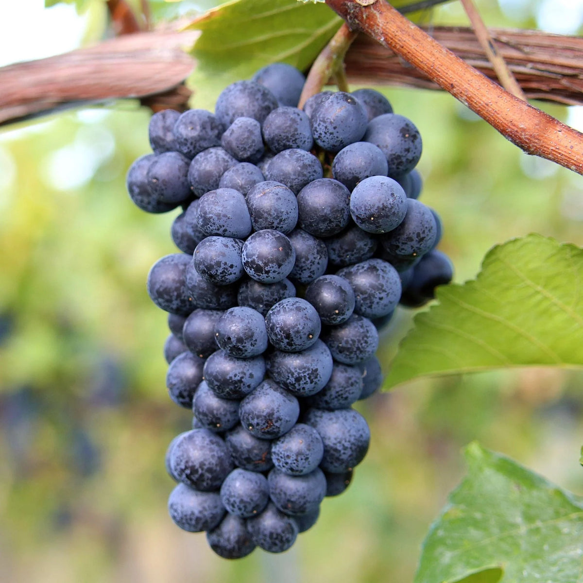 Bees Plant Hub Black Grapes (Vitis vinifera) Fruit Live Plant
