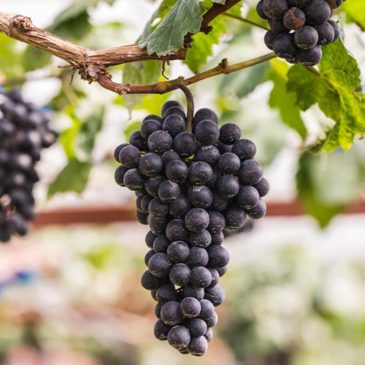 Bees Plant Hub Black Grapes (Vitis vinifera) Fruit Live Plant