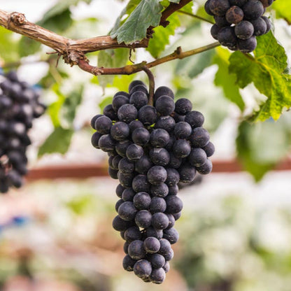 Bees Plant Hub Black Grapes (Vitis vinifera) Fruit Live Plant