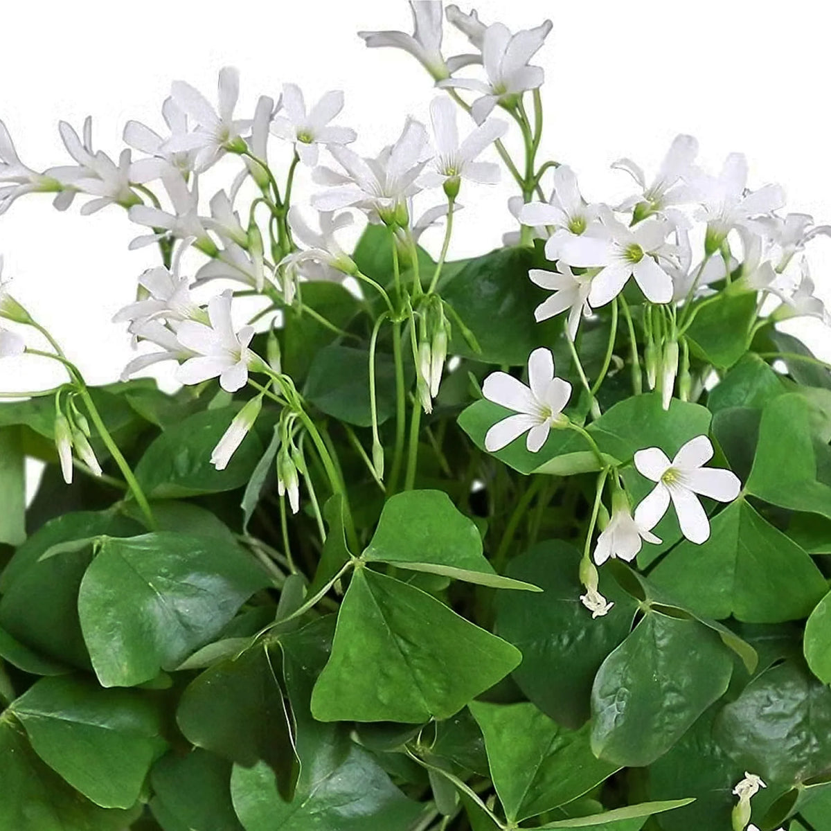 Bees Plant Hub Oxalis Green Indoor Live Plant
