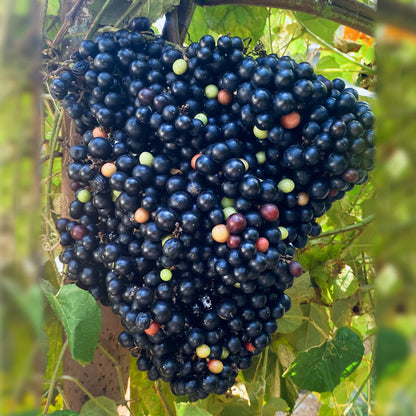 Cambodian Grapes Fruit Live Plant