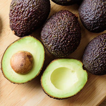 Hass Avocado (Persea americana 'Hass') Grafted Live Plant