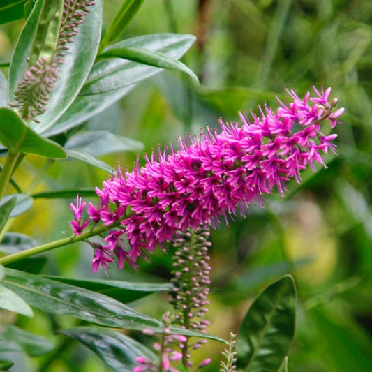Bees Plant Hub Rare Hebe Speciosa Magenta Flowering Live Plant