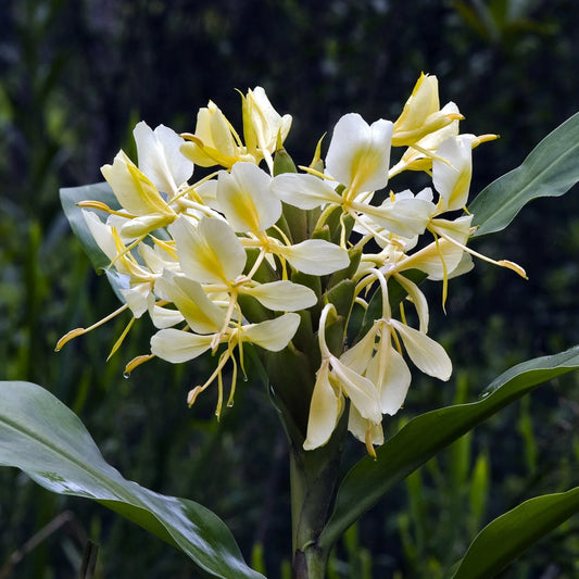 Bees Plant Hub Hedychium Yellow Highly Fragrant All Time Flowering Rare Live Plant