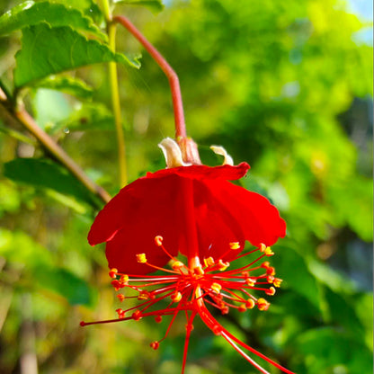Bees Plant Hub Hibiscus Grandidieri / Red Chinese Lantern  Live flowering Plant