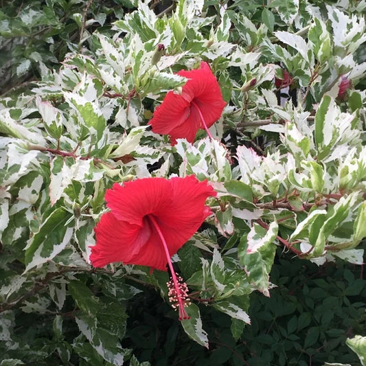 Bees Plant Hub Variegated Hibiscus with Red Flowering Live Plant