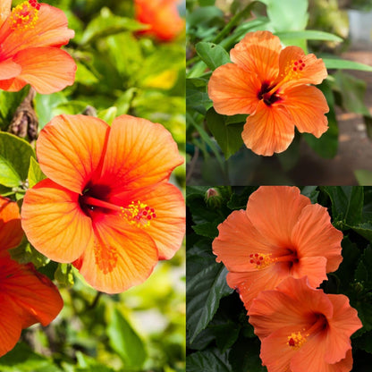 Bees Plant Hub Hibiscus Orange Double Shade Hybrid Flowering Live Plant