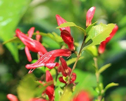 Holy Fuchsia Live Plant – Rare Exotic Flowering Plant