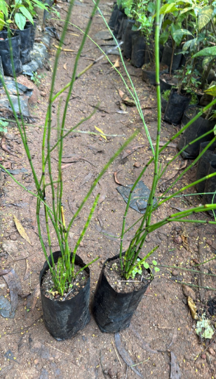 Bees Plant Hub Equisetum Horsetail Live Plant