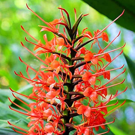 Bees Plant Hub Hedychium Red Highly Fragrant All Time Flowering Rare Live Plant