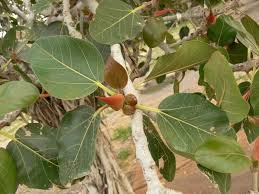 Makha Nakshatra Trees ( Banyan- Ficus bengalensis live plant