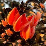 Pubba Nakshatra Tree – Red Palash (Butea monosperma) Live Plant