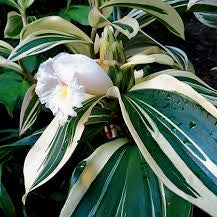 Costus Variegated with White Flowers Live Plant