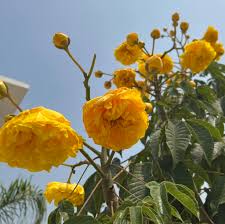 Buttercup Tree (Cochlospermum) Live Plant