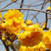 Buttercup Tree (Cochlospermum) Live Plant