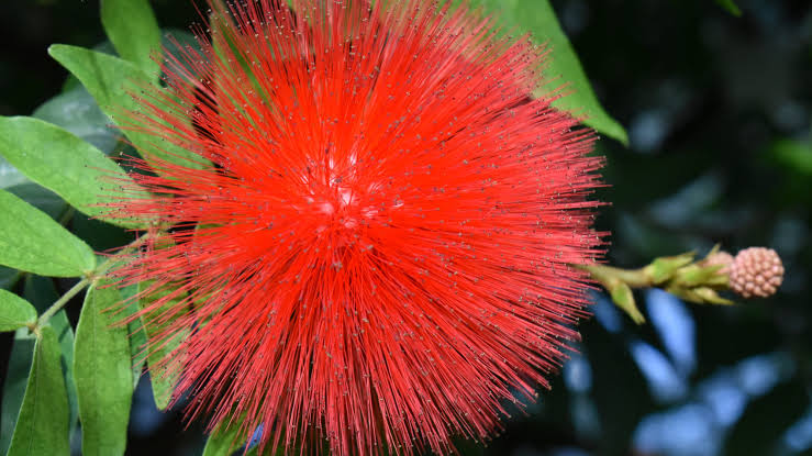 Bees Plant Hub Calliandra Red (Calliandra haematocephala) All Time Flowering Live Plant