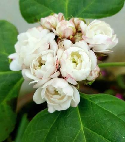 Bees Plant Hub Clerodendrum Fragrans All Time Flowering Live Plant