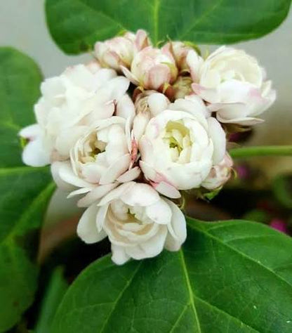 Bees Plant Hub Clerodendrum Fragrans All Time Flowering Live Plant