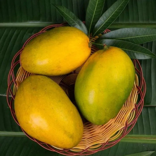 Imam Pasand / Himayath Mango Grafted Live Plant