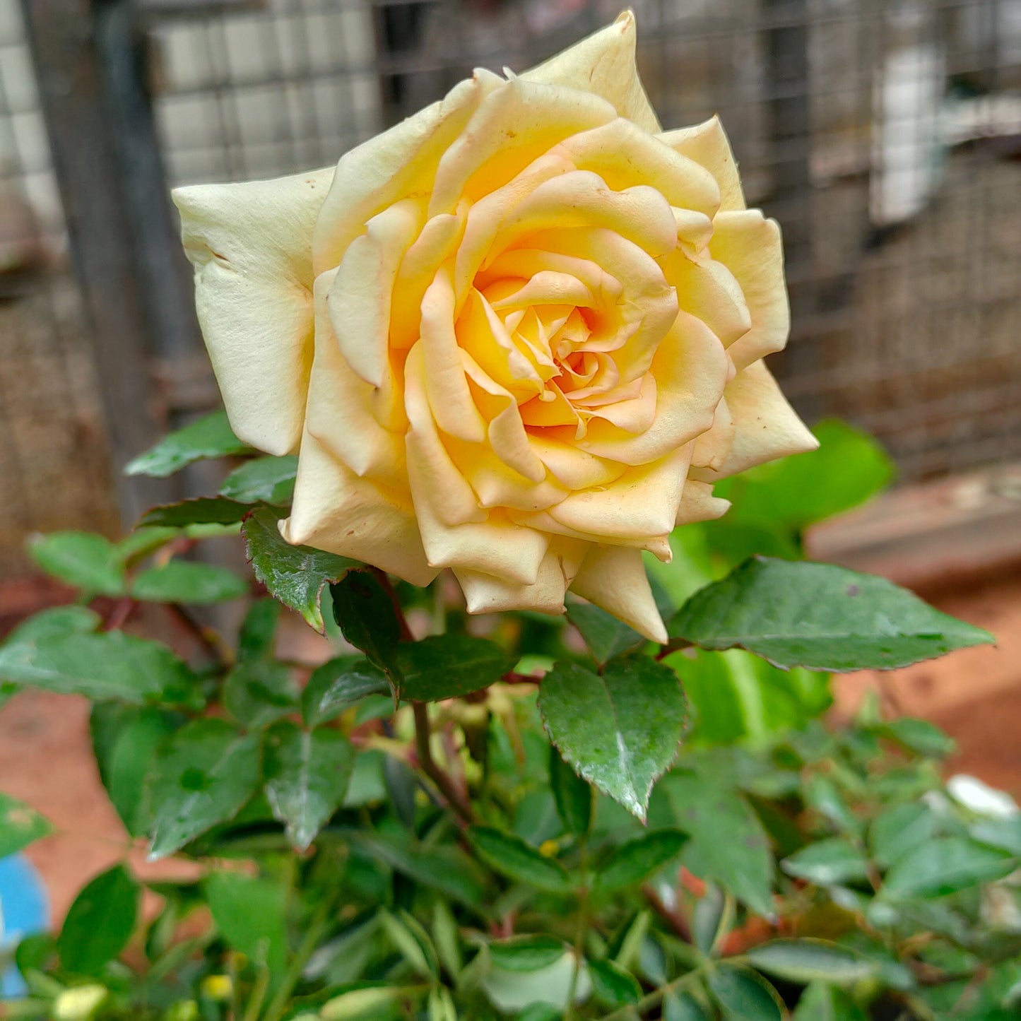 7 Days Rose Live Plant - Yellow