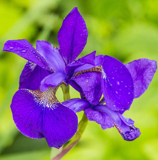 Bees Plant Hub Purple Iris (Iris versicolor) All Time Flowering Live Plant