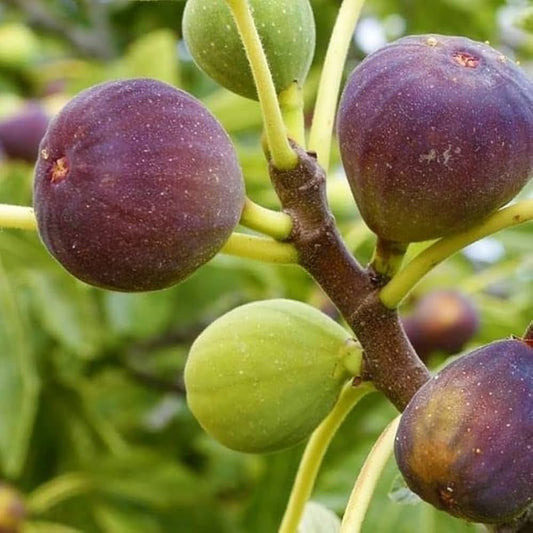 Bees Plant Hub Israel Fig / Anjeer / Athi pazham Grafted Live Plant