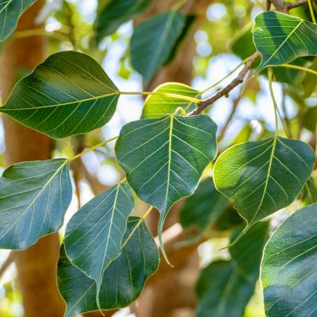 Pushyami Nakshatra Trees (Peepal Ficus religiosa live plant)