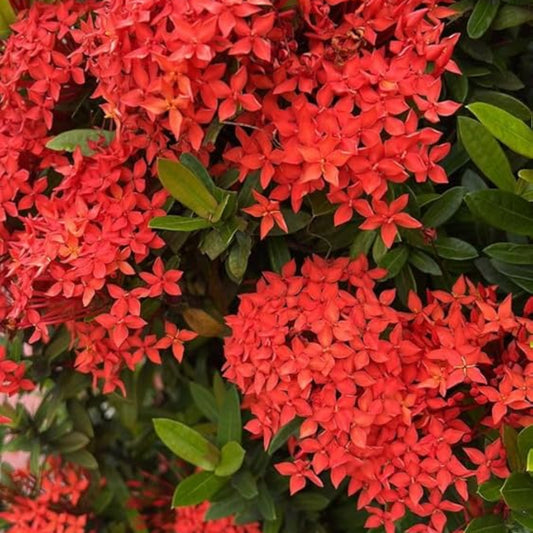 Bees Plant Hub Chinese Ixora All Time Flowering Live Plant