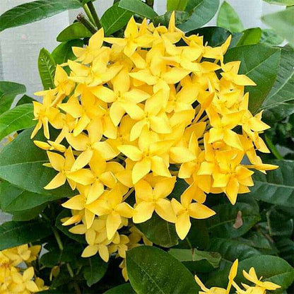 Bees Plant Hub Ixora Yellow All Time Flowering Live Plant