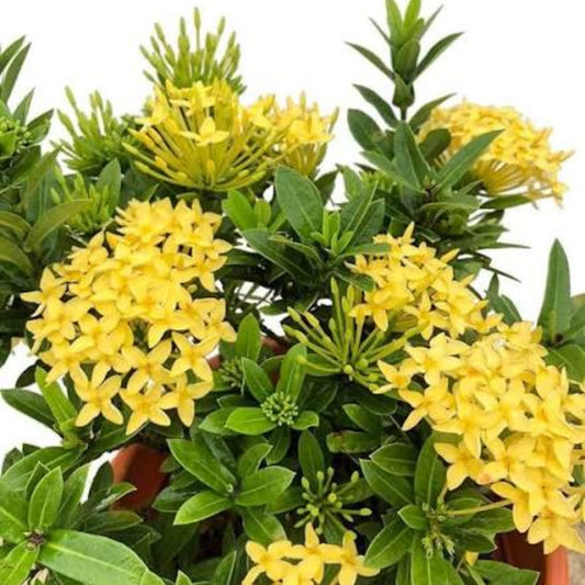 Bees Plant Hub Ixora Yellow All Time Flowering Live Plant