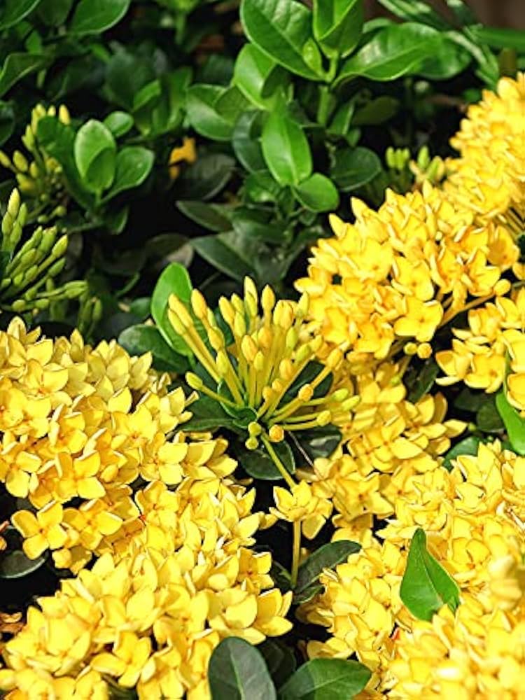 Bees Plant Hub Ixora Yellow All Time Flowering Live Plant