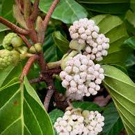 White Poikilospermum Suaveolens – Highly Fragrant Live Plant