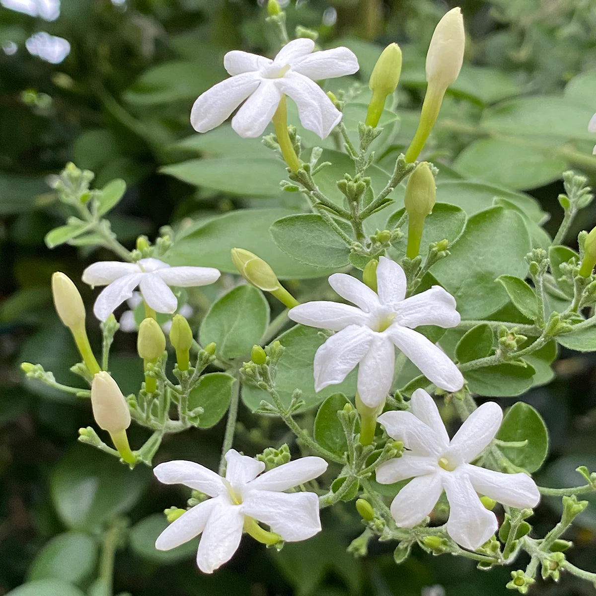 Bees Plant Hub Juhi Jasmine (Jasminum auriculatum) Highly Fragrant Flowering Live Plant