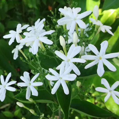 Bees Plant Hub Juhi Jasmine (Jasminum auriculatum) Highly Fragrant Flowering Live Plant