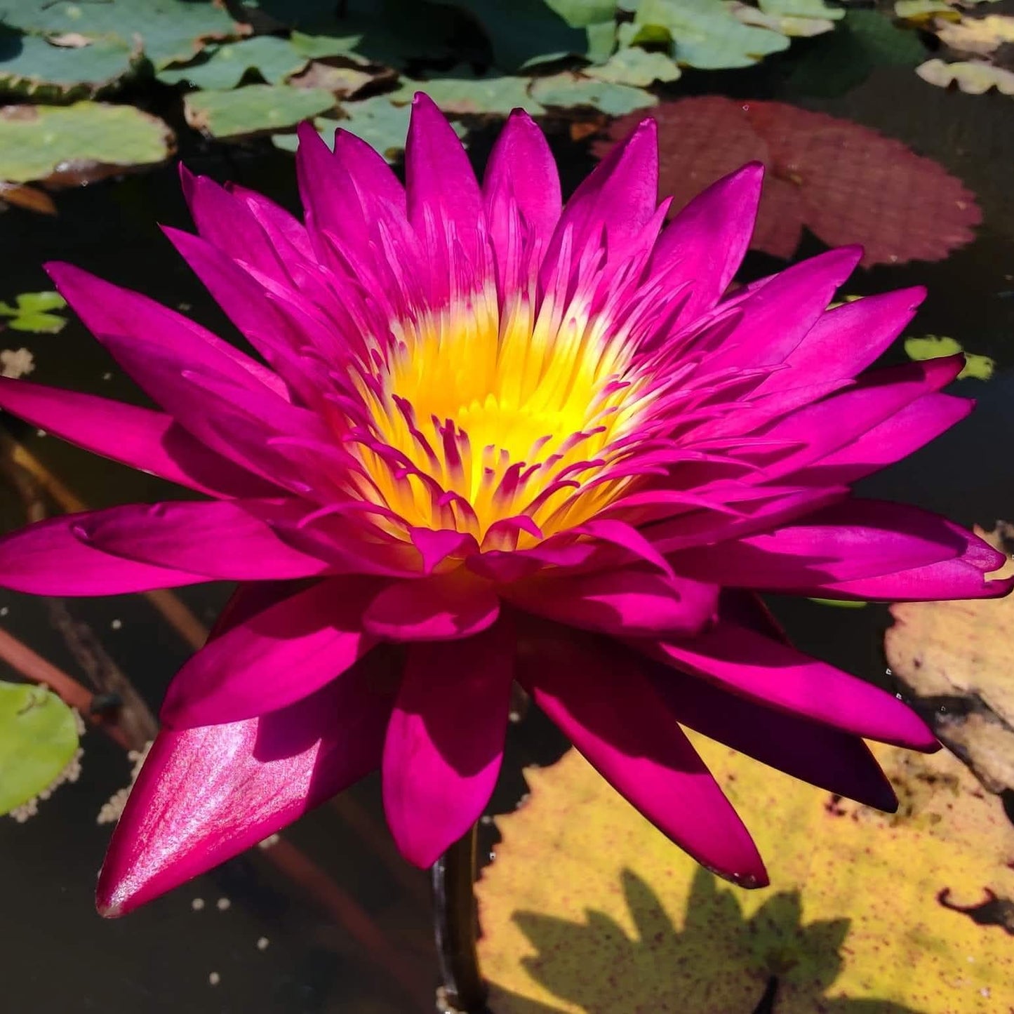 Juleansab waterlily tropical daily night bloomer live plant