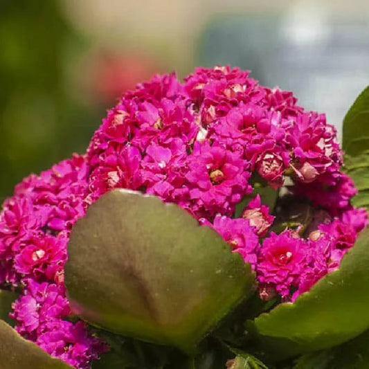 Bees Plant Hub Dark Pink Kalanchoe (Blossfeldiana) All Time Flowering Live Plant