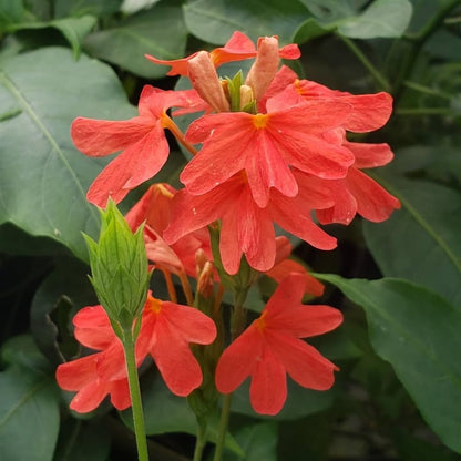 Bees Plant Hub Crossandra Red (Kanakambaram) All Time Flowering Live Plant