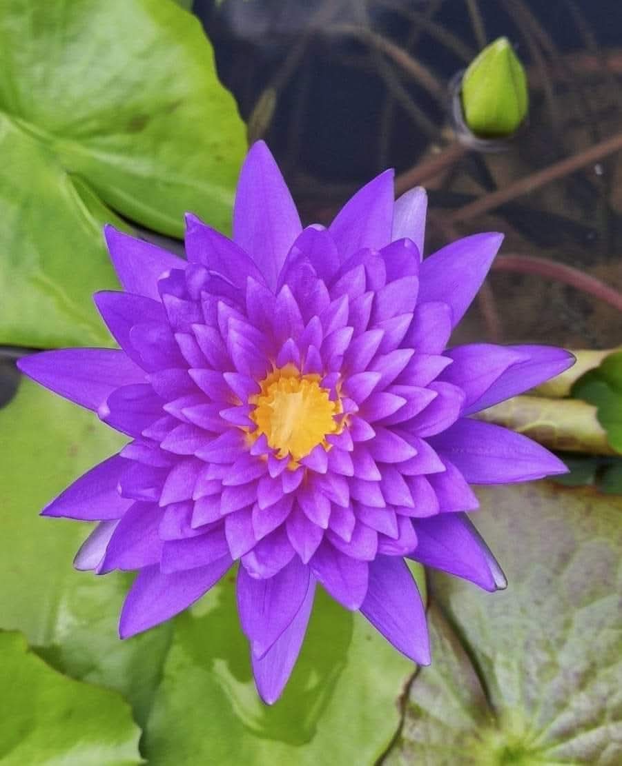 King of Siam waterlily tropical daily bloomer live plant