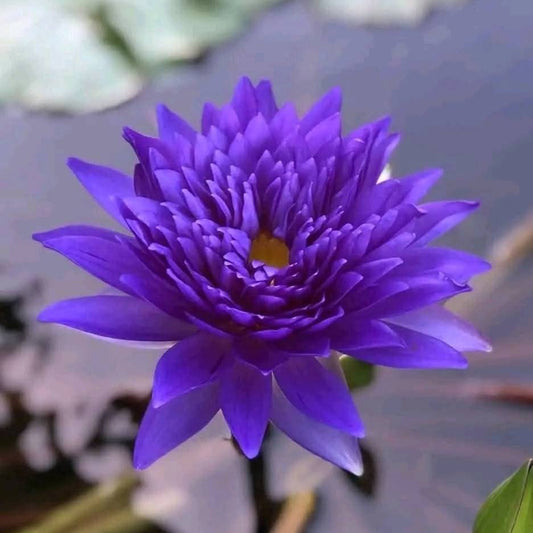 King of Siam waterlily tropical daily bloomer live plant