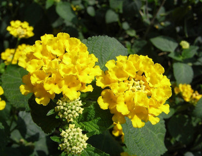 Bees Plant Hub Lantana Yellow (Tick Berry) All Time Flowering Live Plant